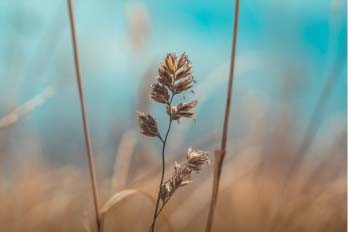 dried grasses